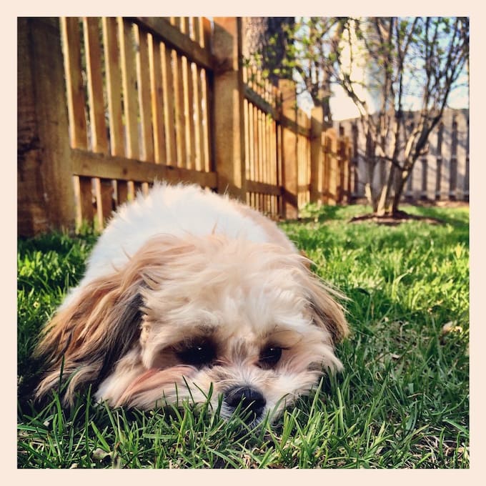 Cute small dog lying on the grass in backyard.